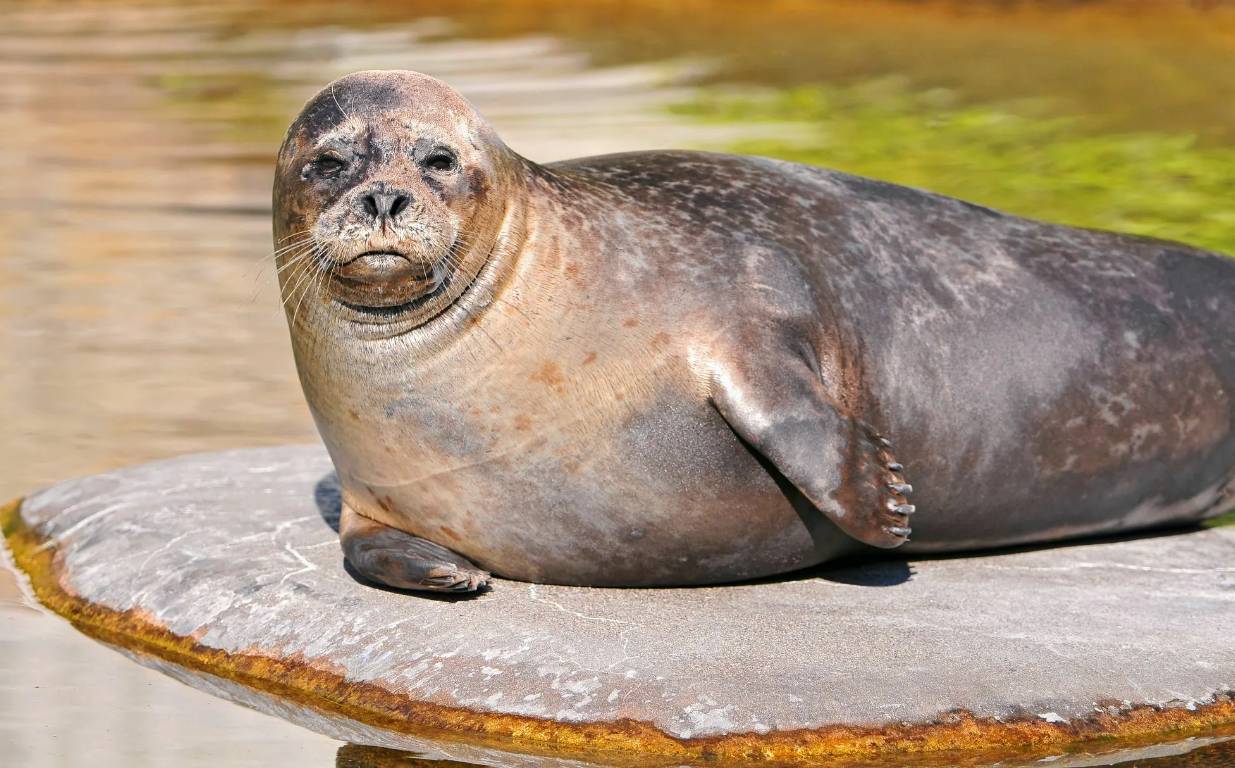 Преимущества Омега-3 из тюленьего жира